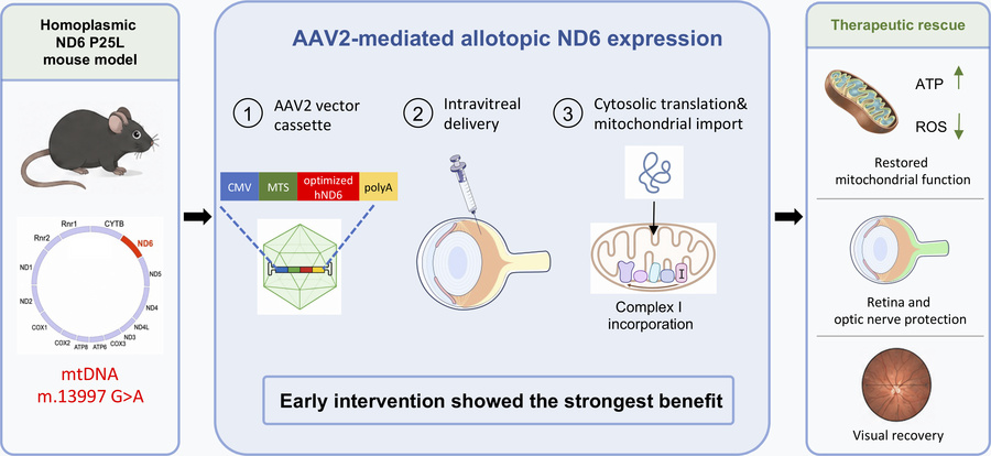 graphical abstract