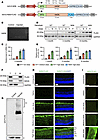 Expression and localization of modified ND6 in the retina.
