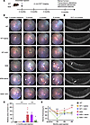 In vivo OCT analysis.