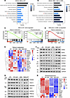 Transcriptome analysis of mouse retinas.