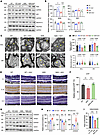 Mitochondrial morphology and function.