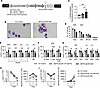 GM1 causes a hematopoietic engraftment defect accompanied with a decrease i