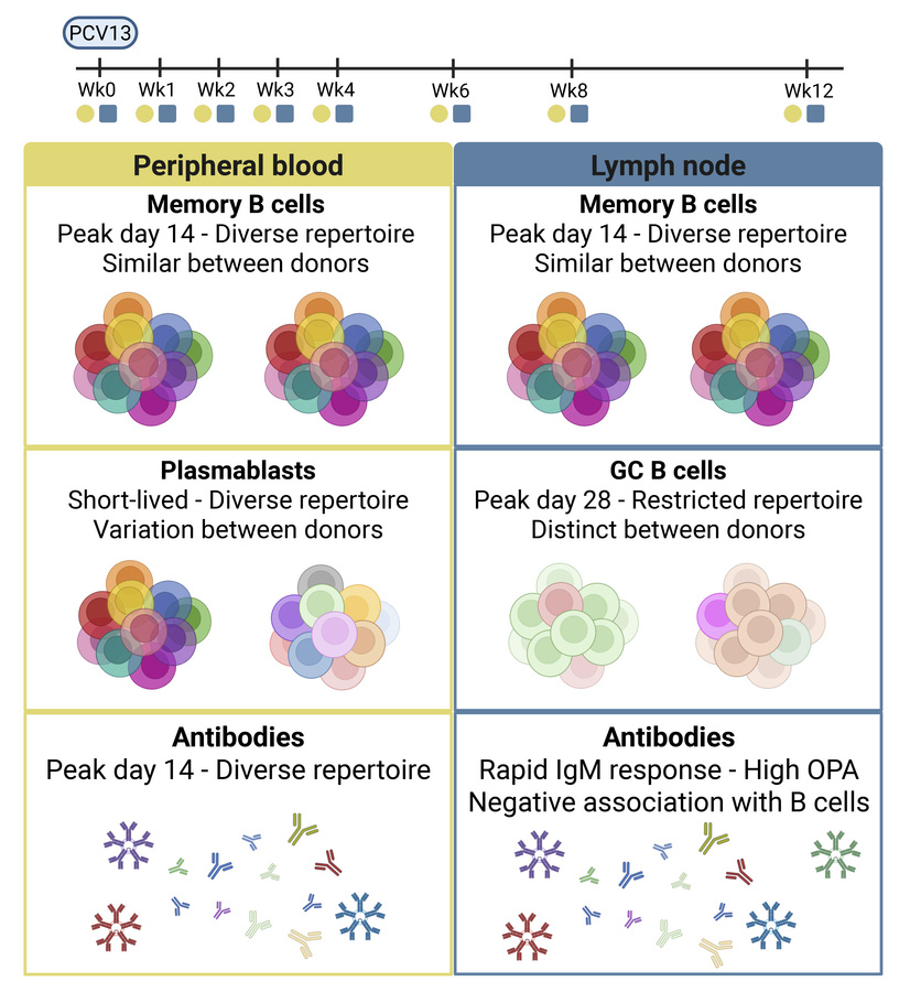 graphical abstract