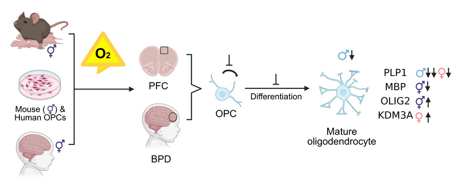 graphical abstract