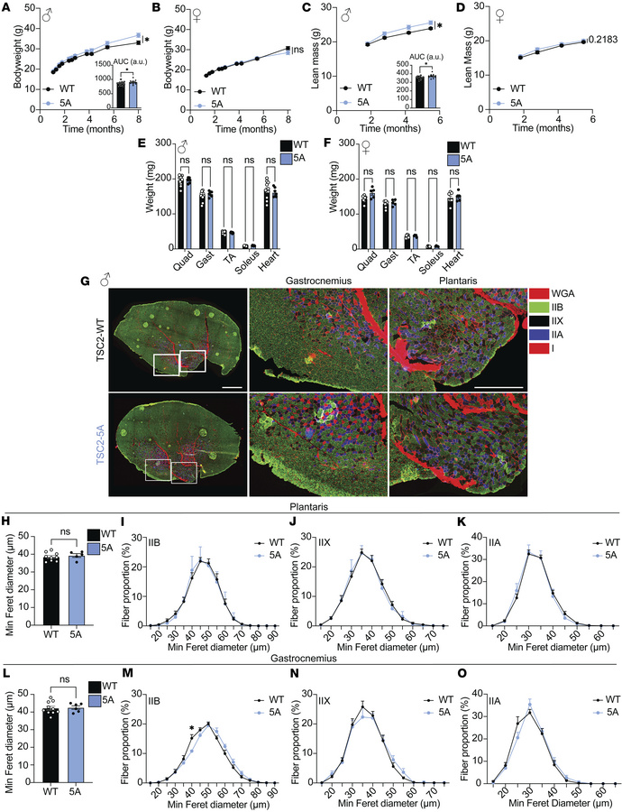 Loss of postprandial mTORC1 activation and protein synthesis does not de...