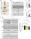 Feeding induces postprandial protein synthesis through activation of AKT an