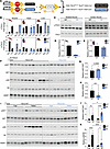 AKT-mediated phosphorylation of TSC2 is required for feeding-induced activa