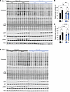 AKT-mediated phosphorylation of TSC2 is required for postprandial protein s