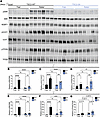 AKT-mediated phosphorylation of TSC2 has substrate specific effects downstr