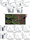 Loss of postprandial mTORC1 activation and protein synthesis does not decre