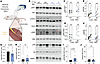 AKT-mediated phosphorylation of TSC2 is dispensable for contraction-mediate
