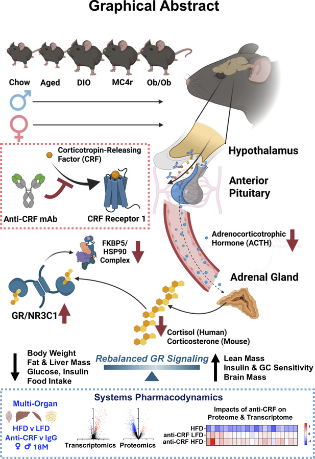 graphical abstract