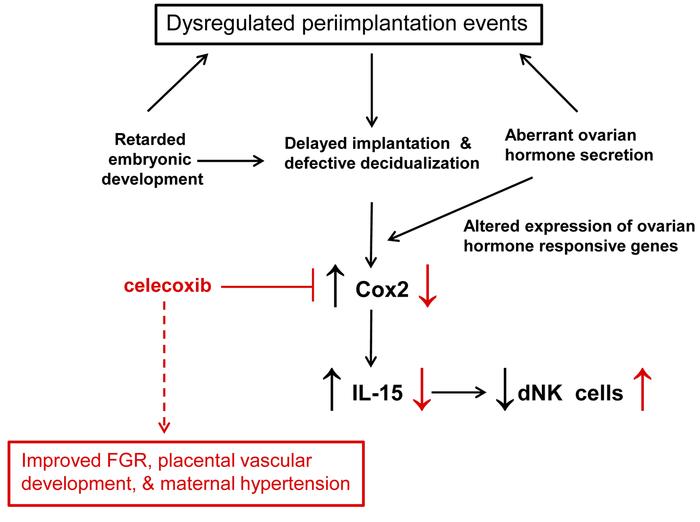 Proposed scheme for Cox3 regulation of fetoplacental outcomes at the mat...