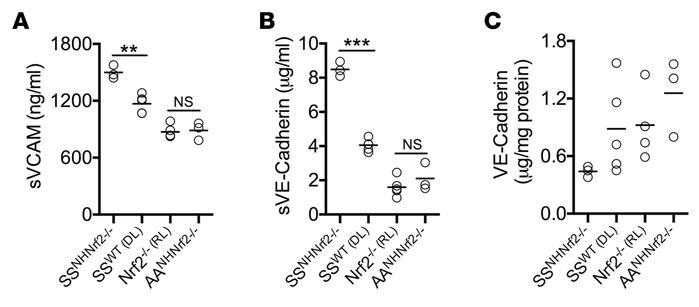Nrf2 deficiency in nonhematopoietic tissues exacerbates vascular endothe...