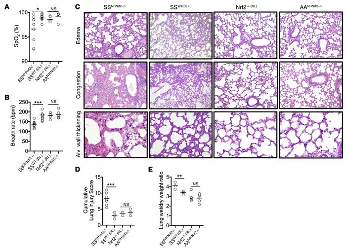 Nrf2 deficiency in nonhematopoietic tissues causes premature lung edema ...