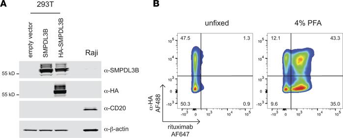 Rituximab does not bind SMPDL3B in nonfixed samples.
(A) Western blot of...