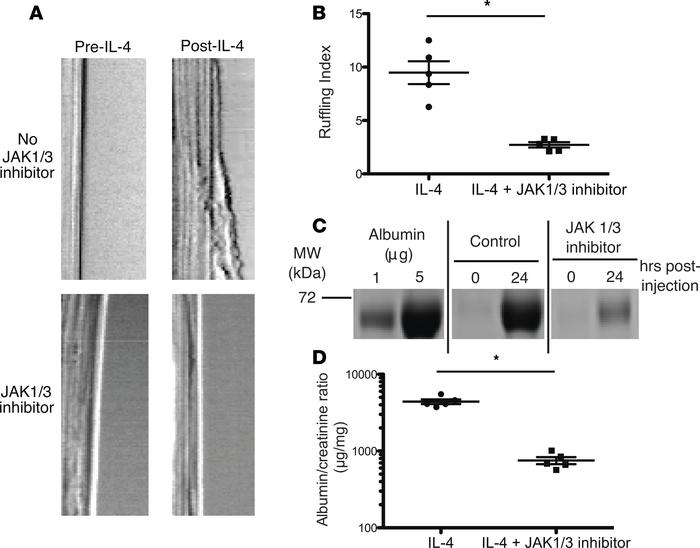 Inhibition of IL-4 signaling with JAK1/3 inhibitor abrogated ruffling an...