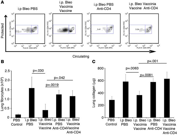 Lung-resident memory CD4+ T cells are required for the vaccinia vaccinat...