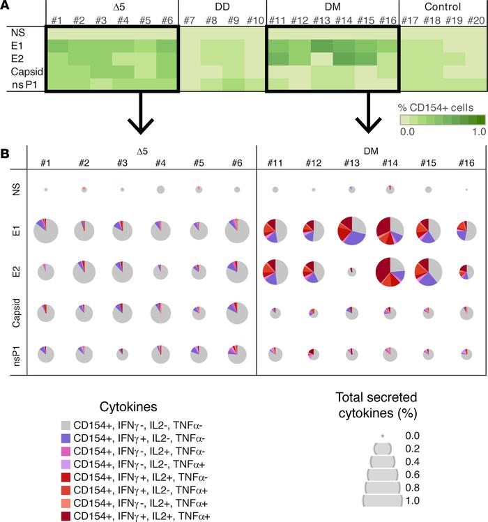 Activation of CD154+ CD4 T cells and CHIKV-specific cytokine secretion i...