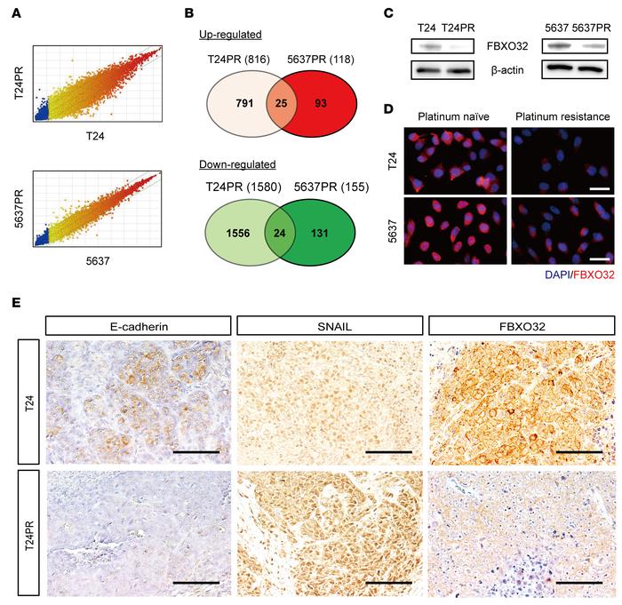 Identification of FBXO32 as a potent negative regulator of the epithelia...