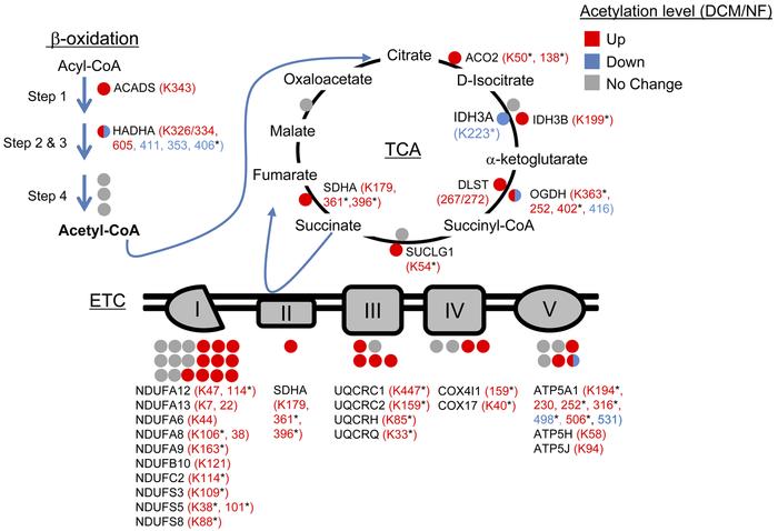 Hyperacetylated mitochondrial proteins in failing human heart are involv...