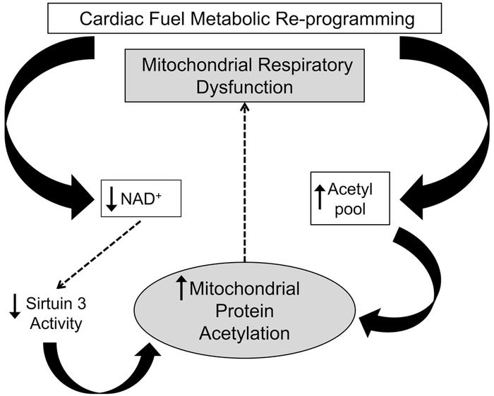 Schematic depicting a conceptual model for the impact of mitochondrial p...