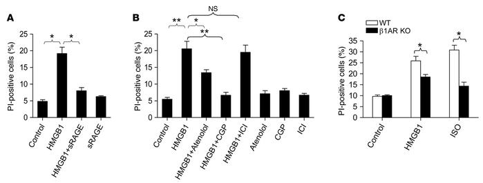 RAGE stimulation with HMGB1 triggers cardiomyocyte death via a β1AR-depe...