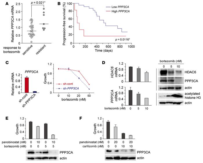 PPP3CA is a common target of panobinostat and bortezomib.
(A) PPP3CA mRN...