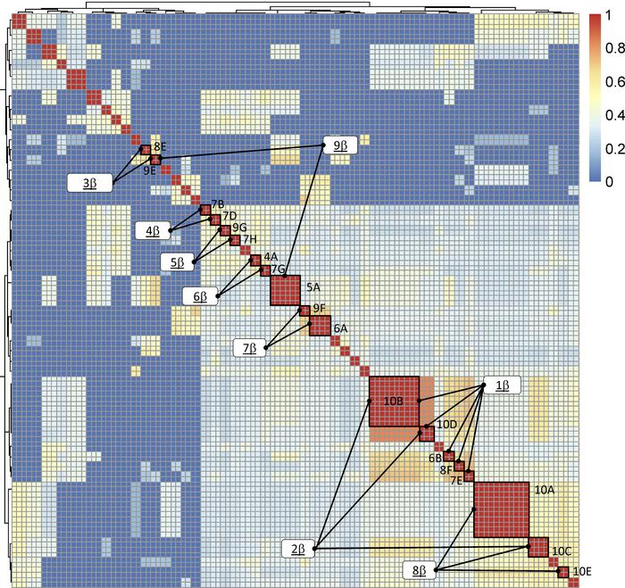 Heatmap BLAST similarity matrix of expanded salivary gland T cell recept...