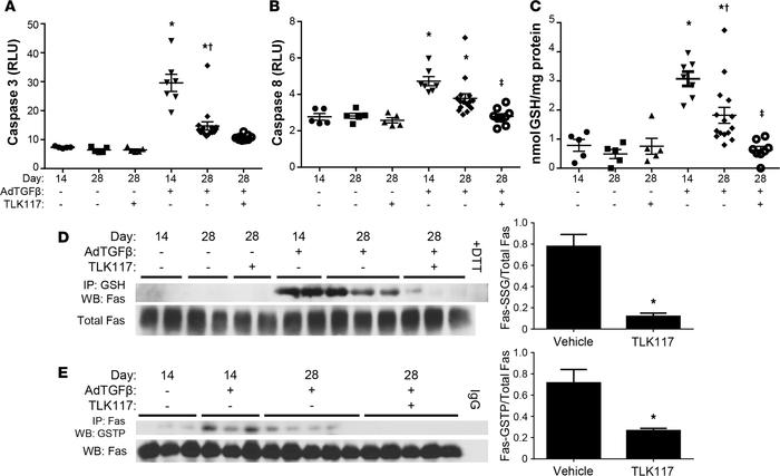 TLK117-mediated GSTP inhibition attenuates AdTGFβ-induced caspase activa...