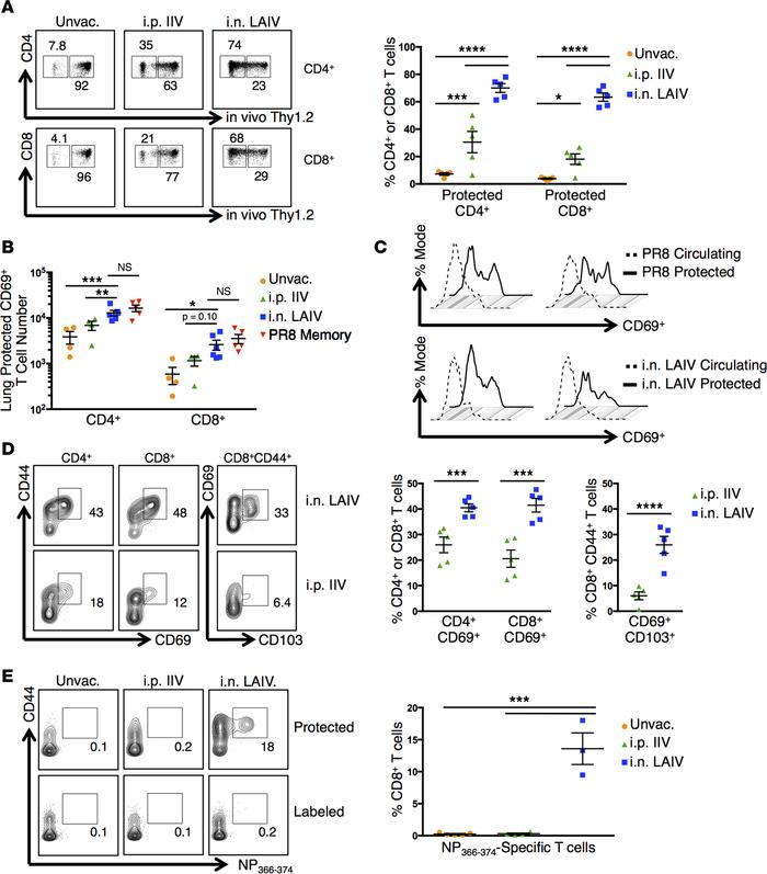 LAIV-vaccination generates lung TRM.
(A) Lung T cells labeled by i.v. an...