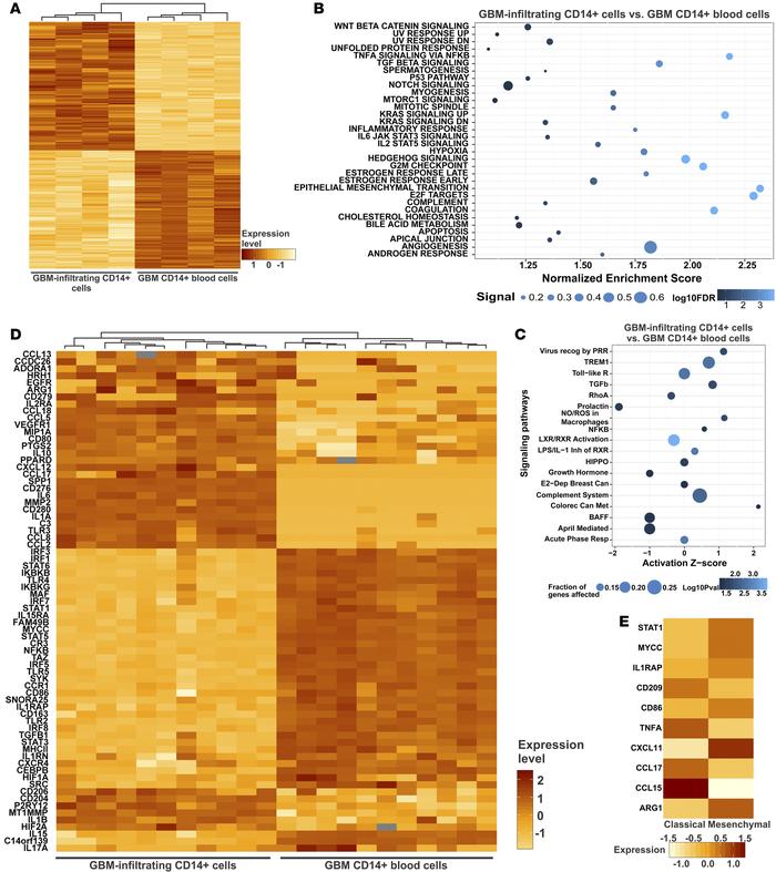 Gene expression profile of myeloid cells upon interaction with glioblast...