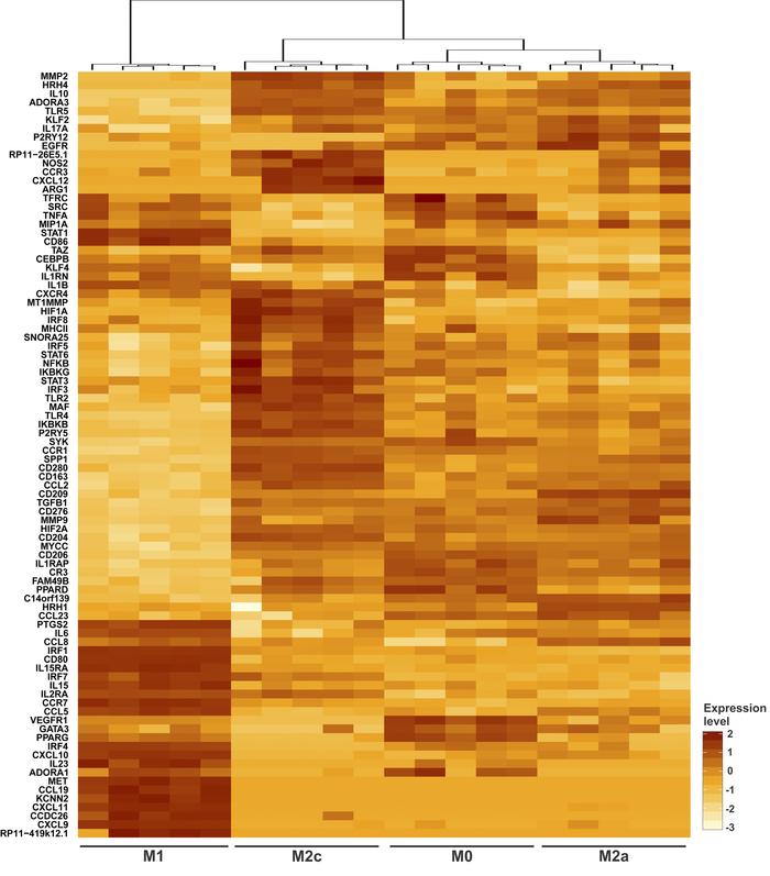 Gene expression profile of nonpolarized and polarized macrophages.
A hea...