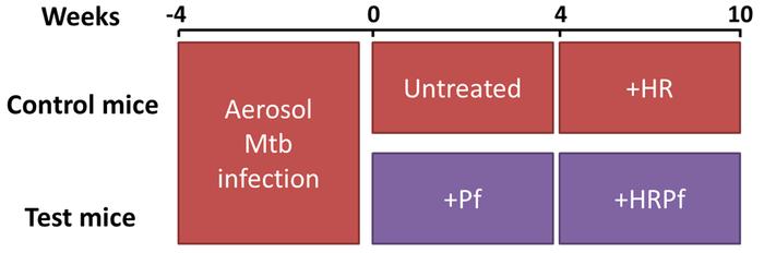 Experimental scheme 3.
Eleven control mice and 14 test mice were infecte...