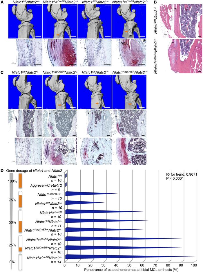 Nuclear factor of activated T cells (NFAT) gene dosage determines the se...