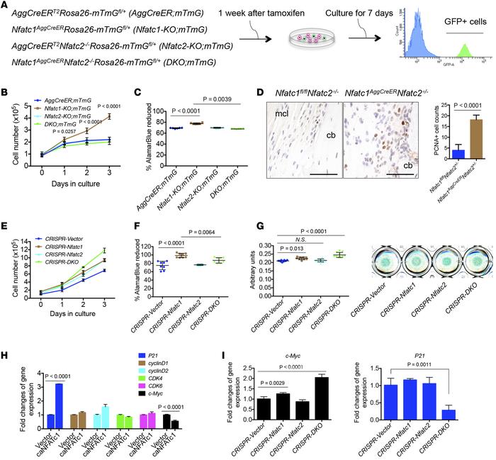 Ablation of nuclear factor of activated T cells c1 or c2 (NFATc1 or NFAT...