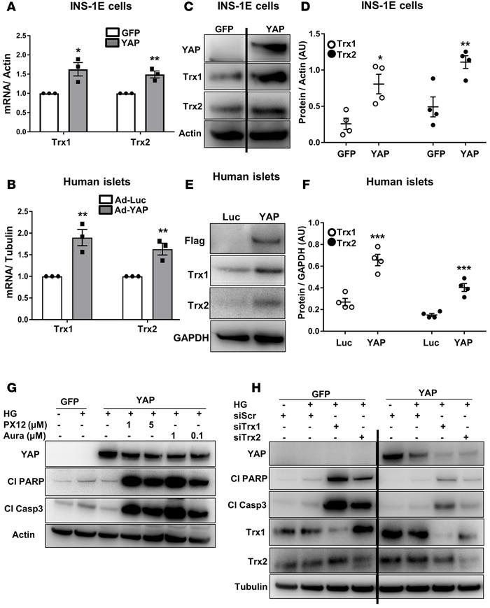 Antiapoptotic effect of YAP is mediated by redox proteins Trx1/2.
(A, C,...