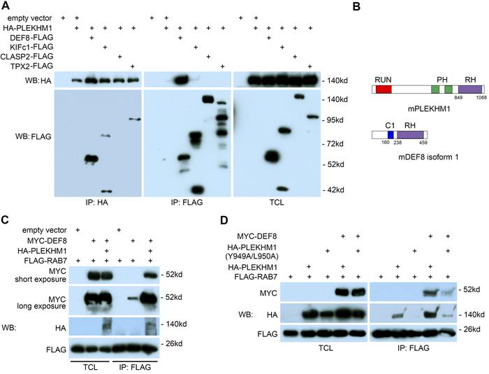 DEF8 and PLEKHM1 interact and promote each other’s binding to RAB7.
(A) ...