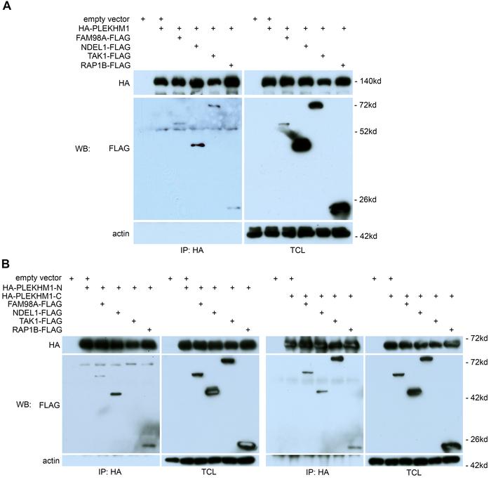 PLEKHM1 interacts with FAM98A, NDEL1, TAK1, and RAP1B.
Co-IP of HA-tagge...