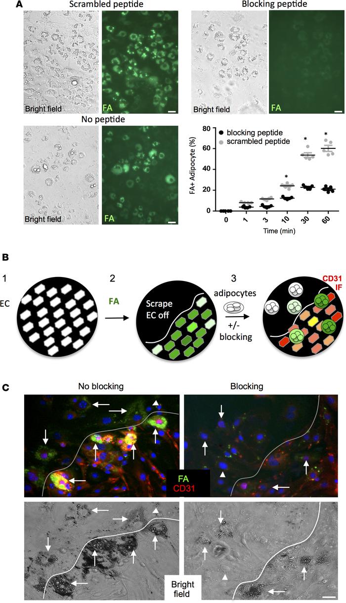 PHB/ANX2 complex mediates lipid transport in WAT.
(A) 3T3-L1 adipocytes ...