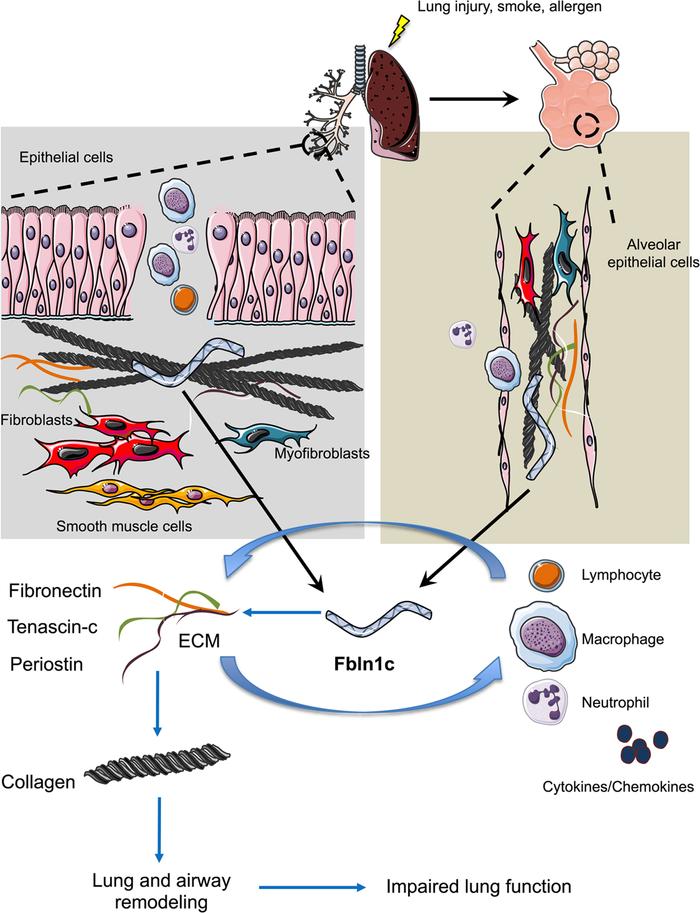Schematic diagram of the role of Fbln1c in lung remodeling and inflammat...