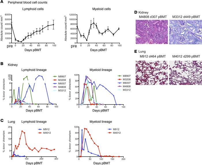 Chimerism and histopathology of allografts in the tolerant recipients.
A...