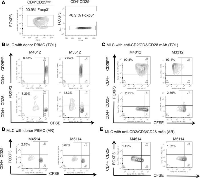The expanded Tregs after donor stimulation were derived from non-Treg ce...