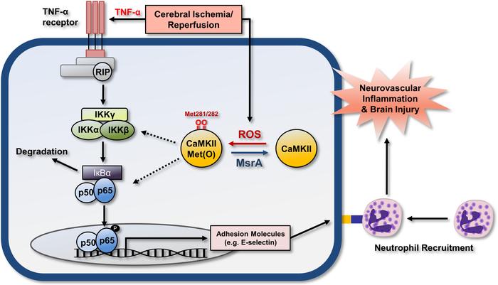 Schematic representation of a mechanistic pathway for neurovascular infl...