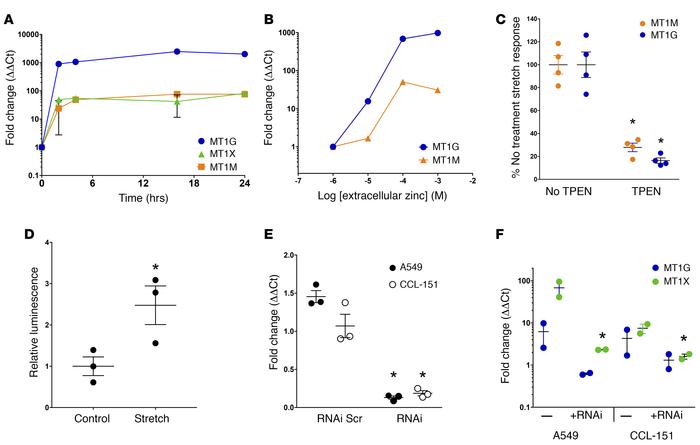 Stretch-induced metallothionein (MT) expression is zinc and MTF1 depende...