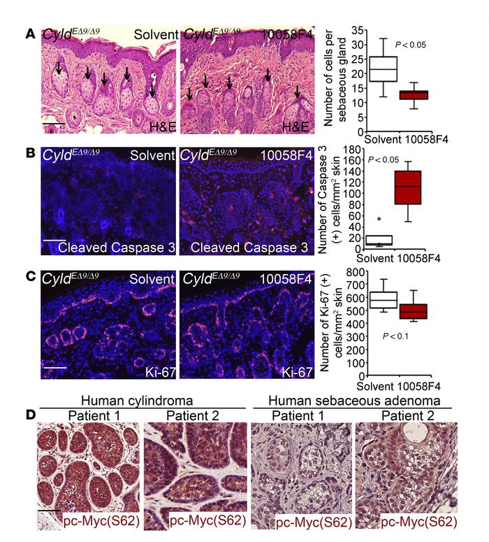 c-Myc is important for hair follicle–derived cell survival of CyldEΔ9/Δ9...