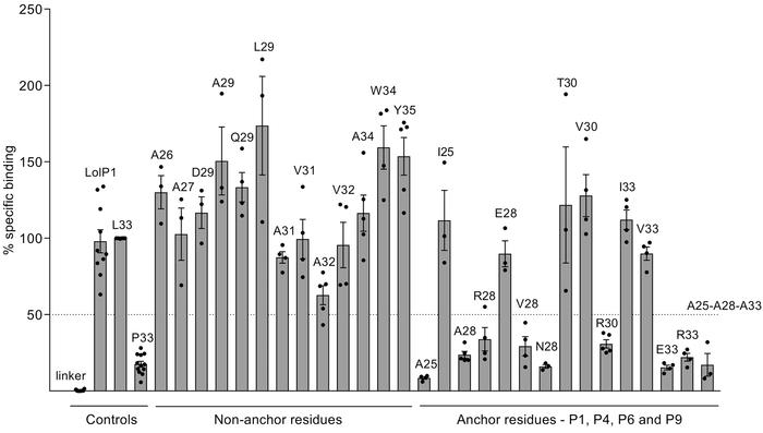 Peptide binding to the DRA/DRB3ai*01:01-positive cell line
             ...