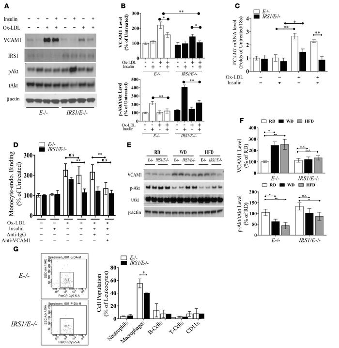 Characterization of VCAM1 expression, leukocyte-endothelial adhesion, an...