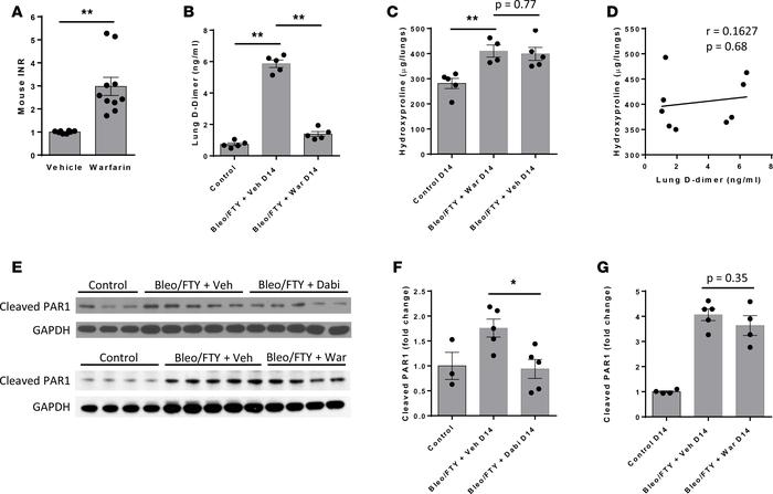 Therapeutic anticoagulation with warfarin does not protect against fibro...