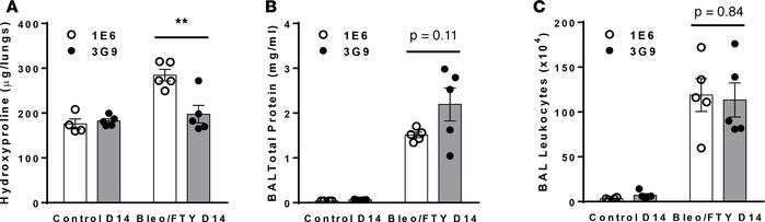 Antibody blockade of αvβ6 protects against lung fibrosis in a vascular l...